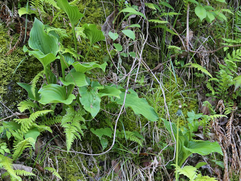 Hosta albo-marginata