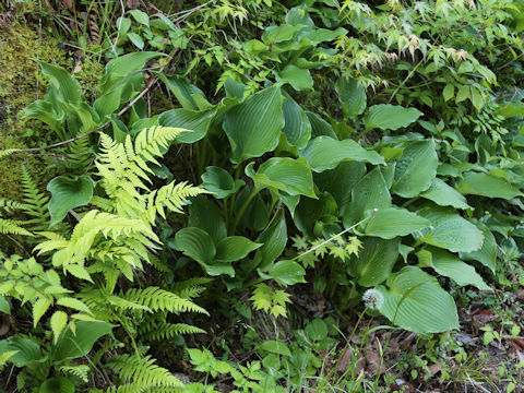 Hosta albo-marginata