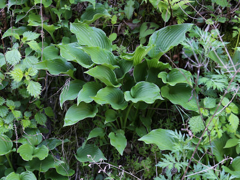 Hosta albo-marginata