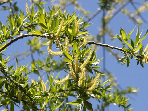 Salix serissifolia
