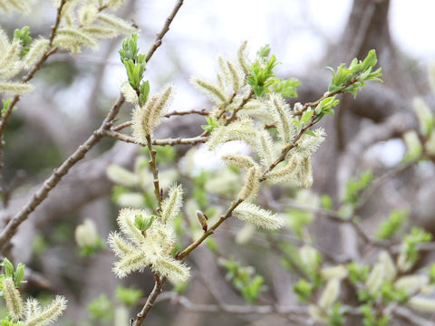Salix serissifolia