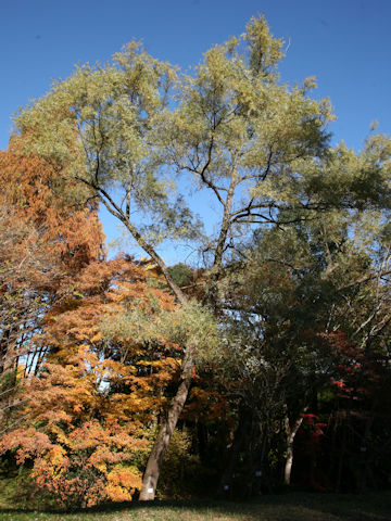 Salix serissifolia