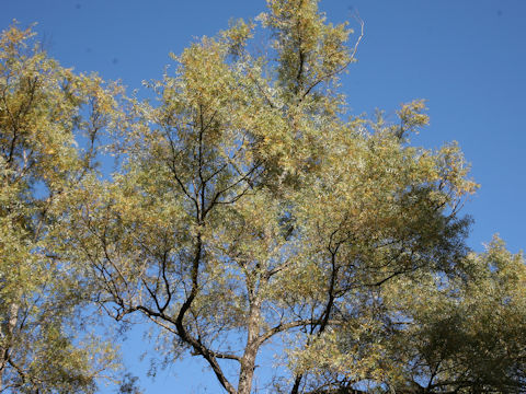 Salix serissifolia