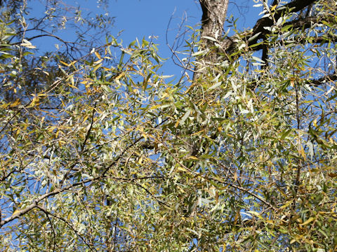 Salix serissifolia