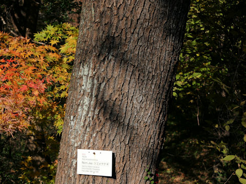 Salix serissifolia