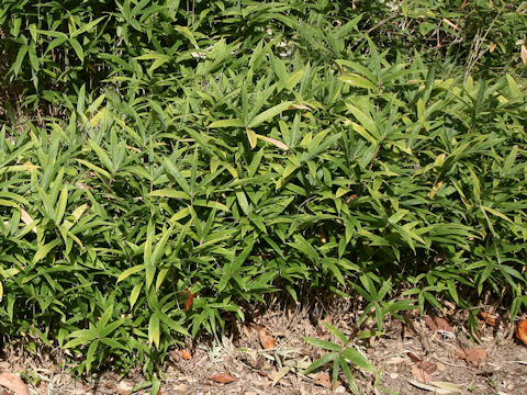 Sasa veitchii cv. Minor