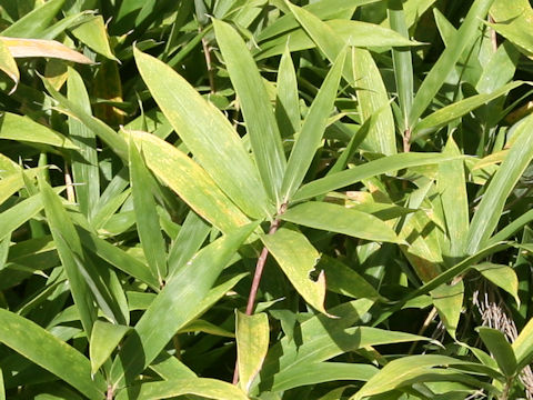 Sasa veitchii cv. Minor