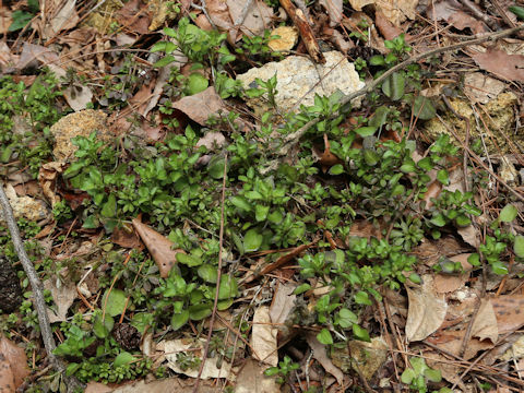 Stellaria media
