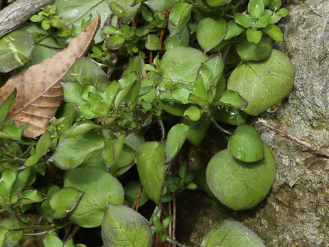 Stellaria media
