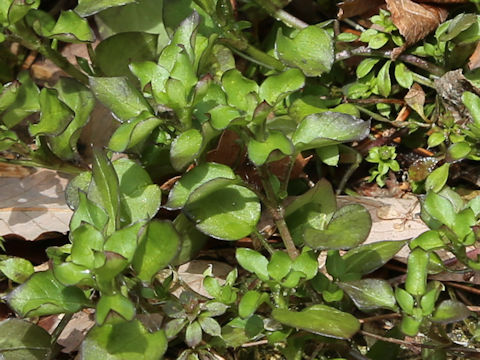 Stellaria media