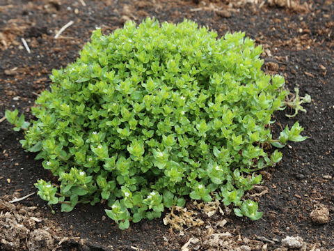 Stellaria media