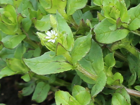 Stellaria media