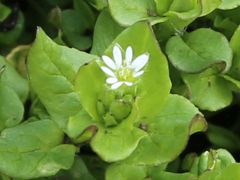 Stellaria media