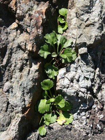 Chrysanthemum arcticum ssp. maekawanum