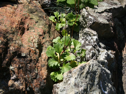 Chrysanthemum arcticum ssp. maekawanum