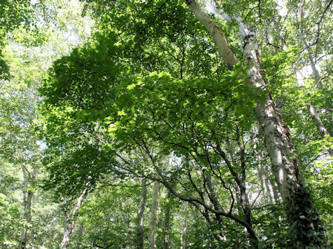 Acer sieboldianum