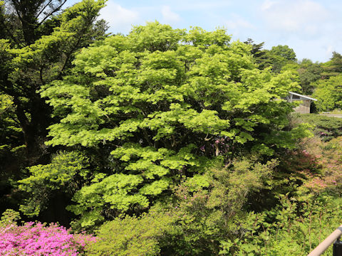 Acer sieboldianum