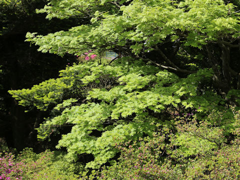 Acer sieboldianum