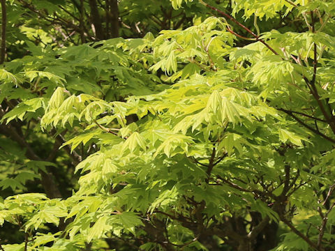 Acer sieboldianum