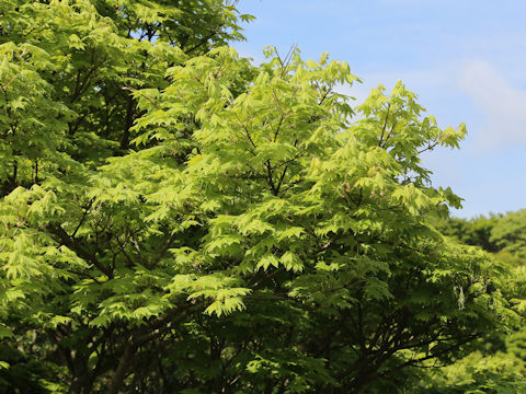 Acer sieboldianum