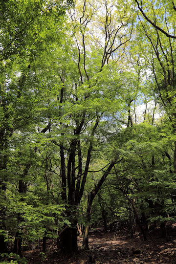 Acer sieboldianum