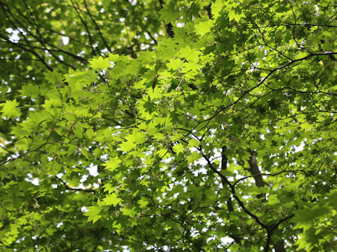 Acer sieboldianum