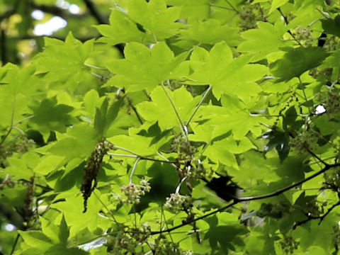 Acer sieboldianum