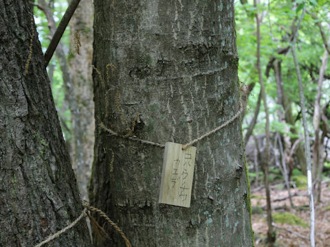 Acer sieboldianum
