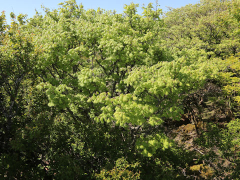 Acer sieboldianum