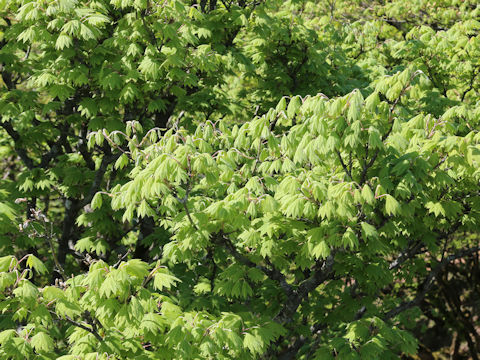 Acer sieboldianum