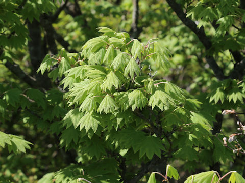 Acer sieboldianum