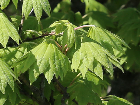 Acer sieboldianum