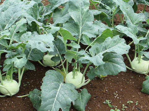 Brassica oleracea var. gonygylodes cv Flan