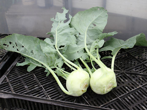 Brassica oleracea var. gonygylodes cv. Flan