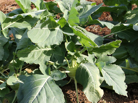 Brassica oleracea var. gonygylodes cv. Grand Duke