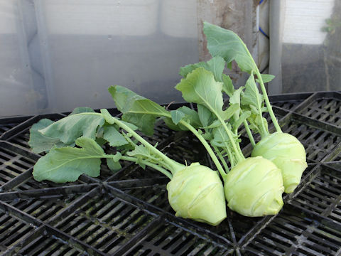 Brassica oleracea var. gonygylodes cv. Grand Duke