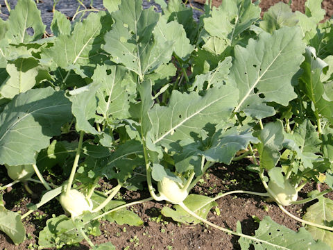 Brassica oleracea var. gonygylodes cv. Ao-kohl