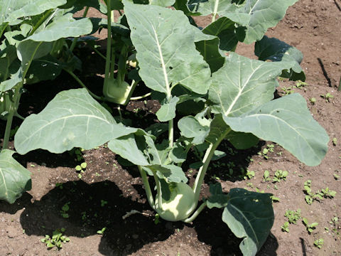 Brassica oleracea var. gonygylodes cv Flan