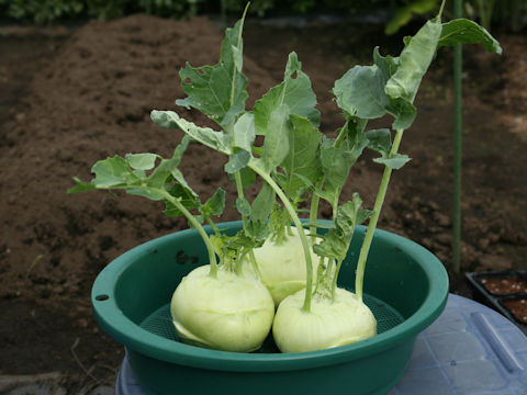 Brassica oleracea var. gonygylodes cv Flan