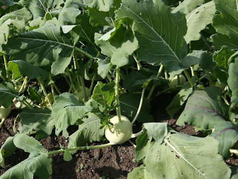 Brassica oleracea var. gonygylodes cv. Ao-kohl