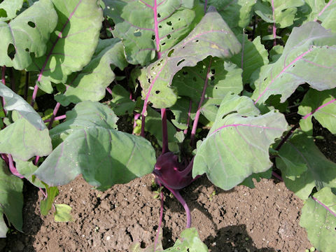 Brassica oleracea var. gonygylodes cv. Purple Duke