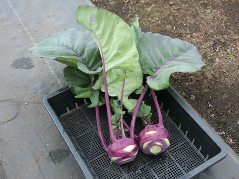 Brassica oleracea var. gonygylodes cv. Purple Duke