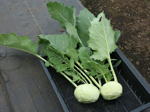 Brassica oleracea var. gonygylodes cv. Ao-kohl