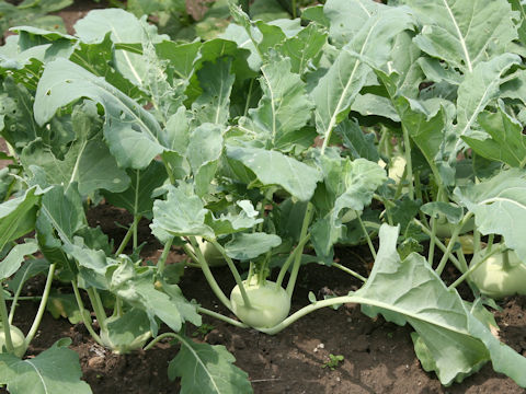 Brassica oleracea var. gonygylodes cv. Ao-kohl