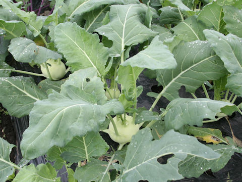 Brassica oleracea var. gonygylodes cv. Ao-kohl