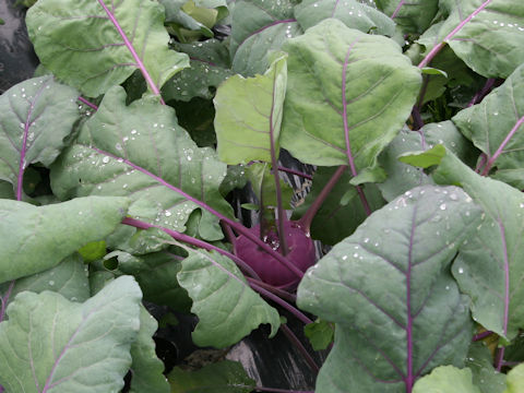 Brassica oleracea var. gonygylodes cv. Purple Duke