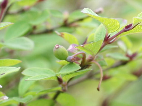 Lonicera linderifolia var. konoi