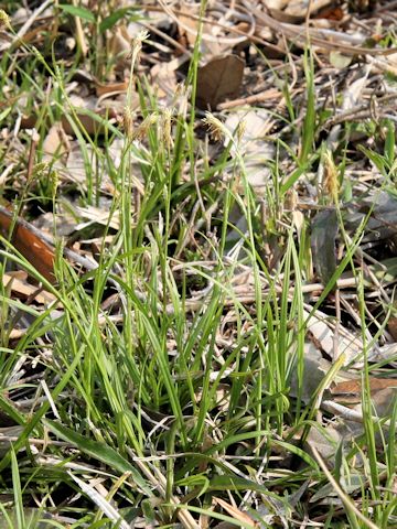 Carex sachalinensis var. iwakiana
