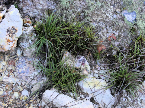 Carex chrysolepis