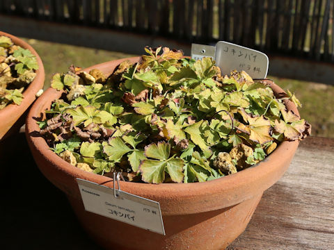 Waldsteinia ternata